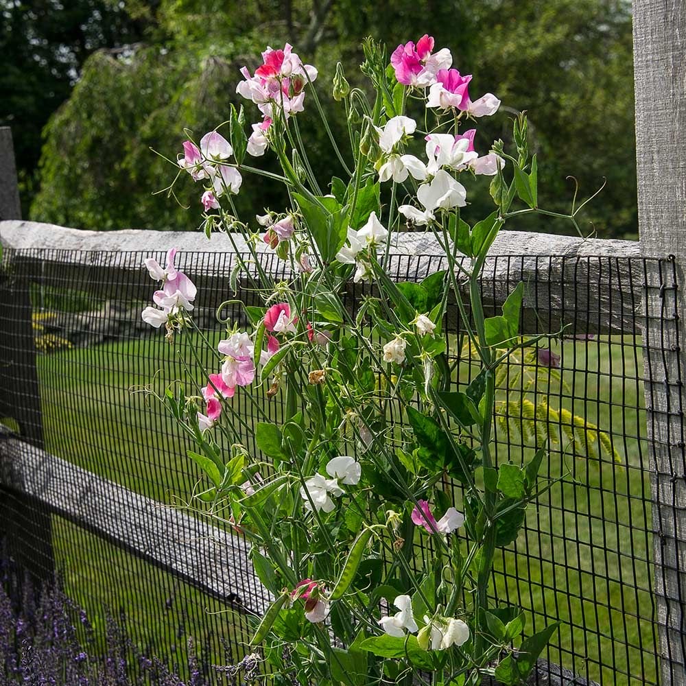 Martha Stewart Flower Gardens
