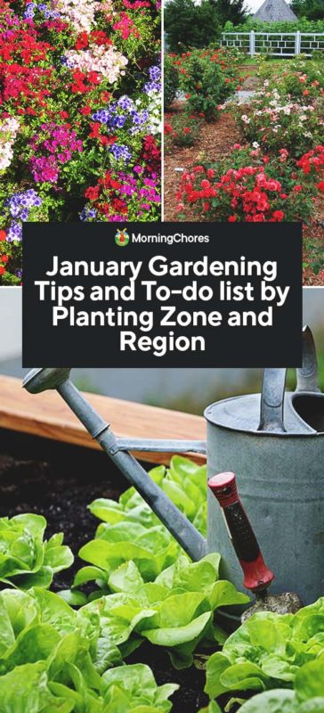 best vegetable gardening books for beginners