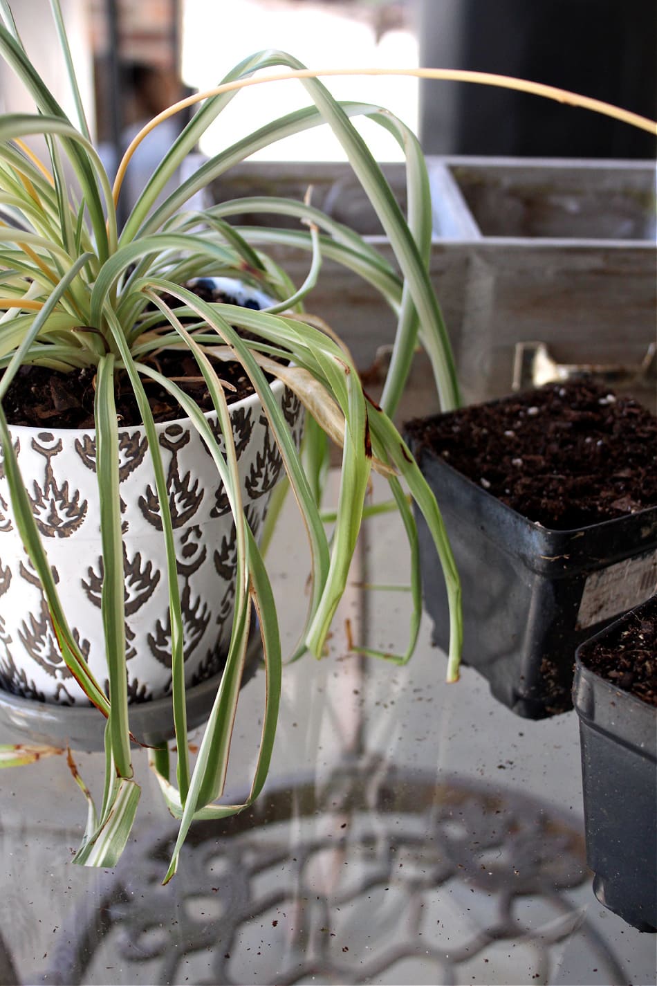 herb gardening containers