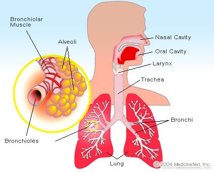 Natural Cold Flu Remedies
