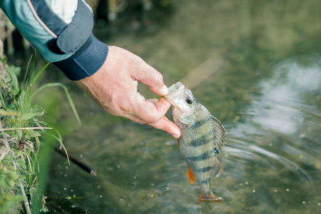 The Basics of Rainbow Trout Ice Fishing
