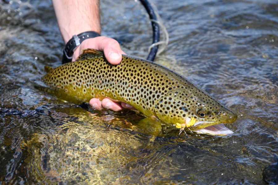 Fly Fishing Ambassador Programs
