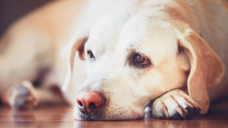 From a tearful labrador to a sickly cat — your pet queries answered