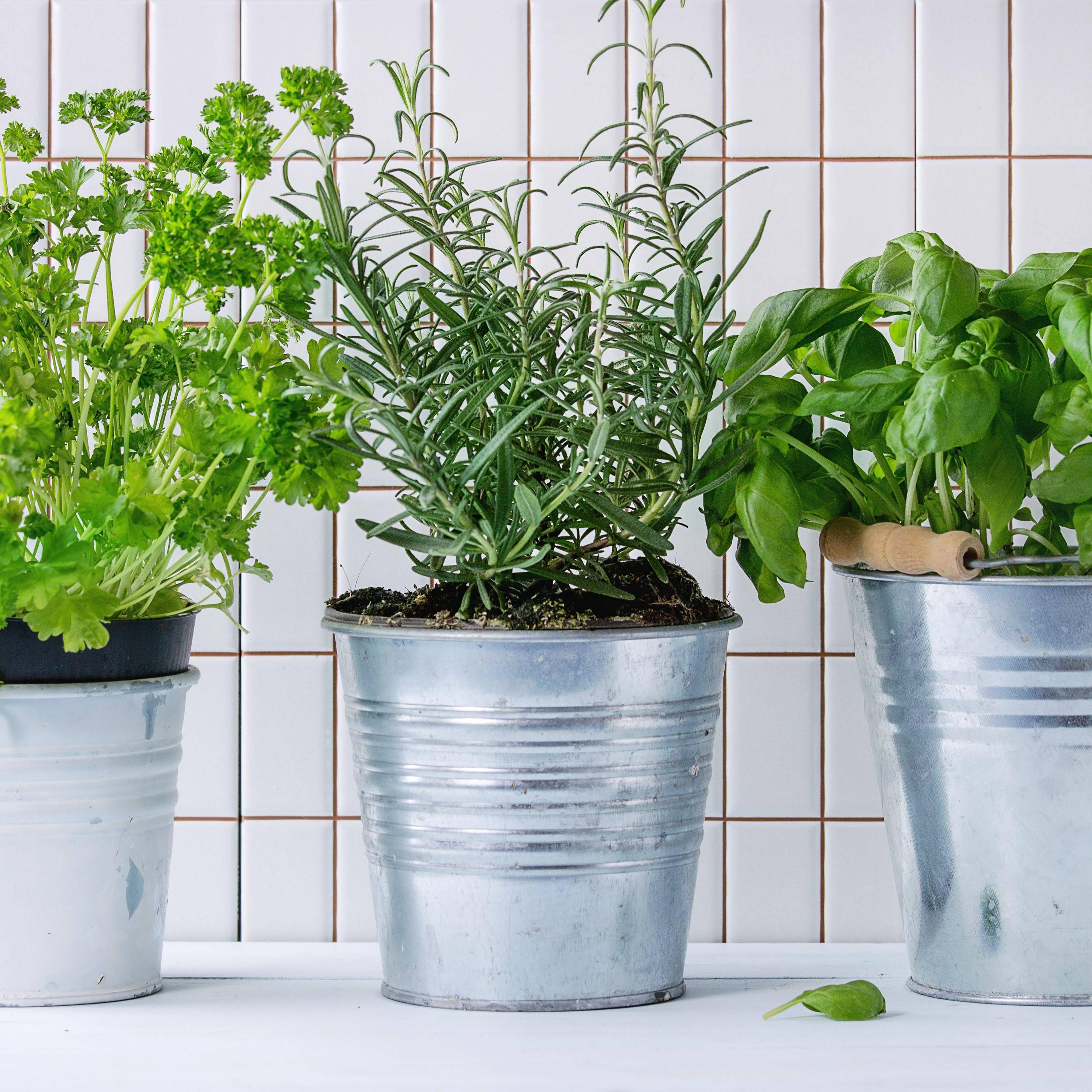 How to create an indoor vegetable garden
