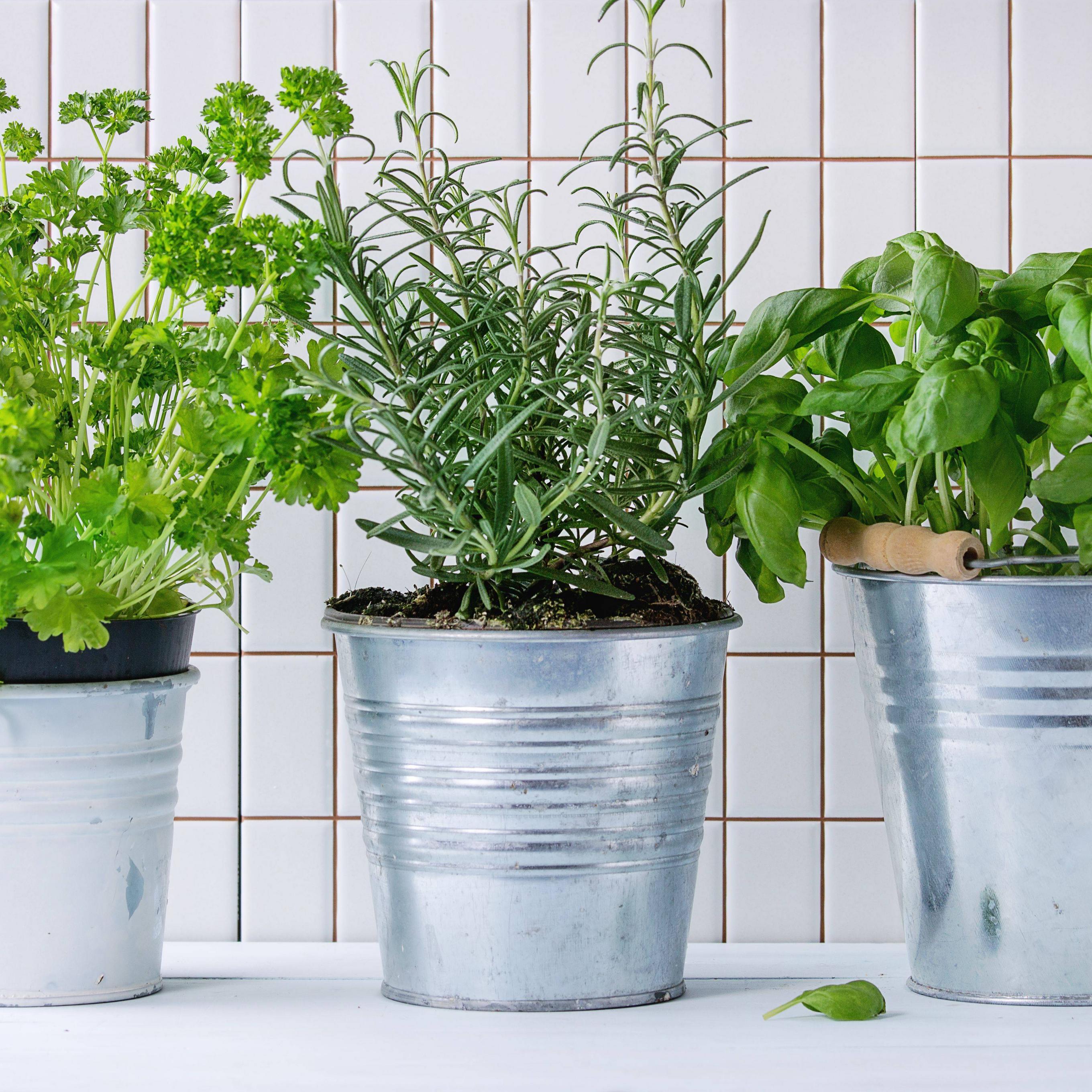 What is Indoor Gardening?
