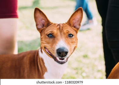dog websites for adoption