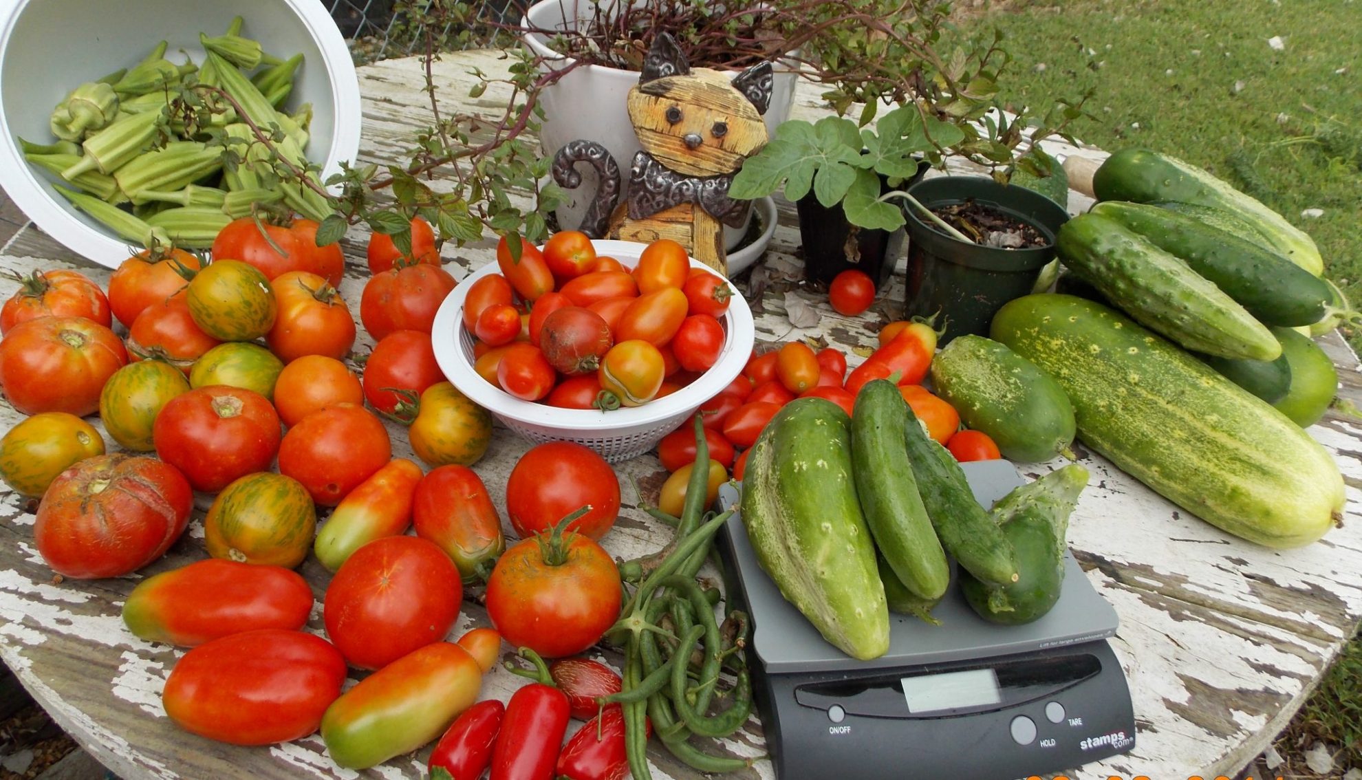 vegetable gardening tips and ideas