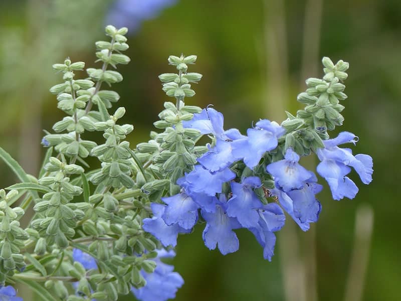 Pruning Lemon Balm
