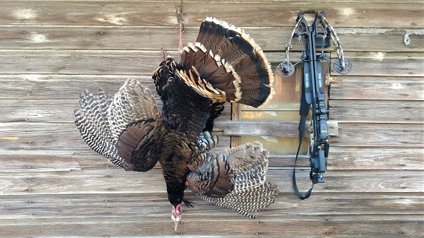 new york turkey hunting
