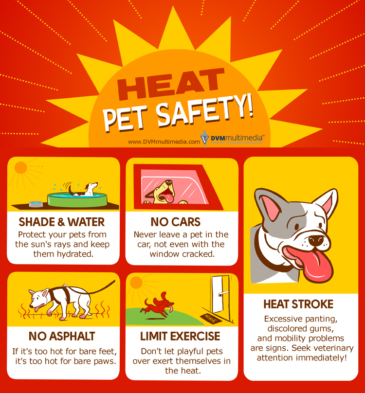 pet rescue app