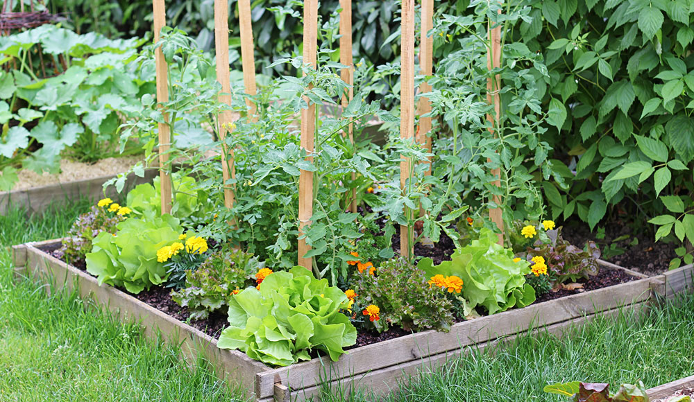 vegetable home gardening 101