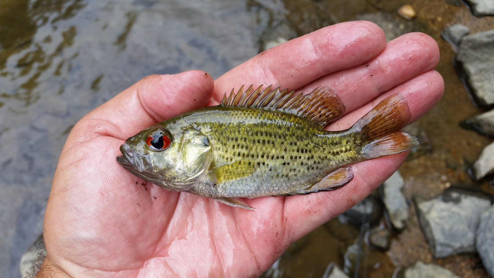 Top Water Fishing Bass: How to Catch Bass with a Frankenfrog
