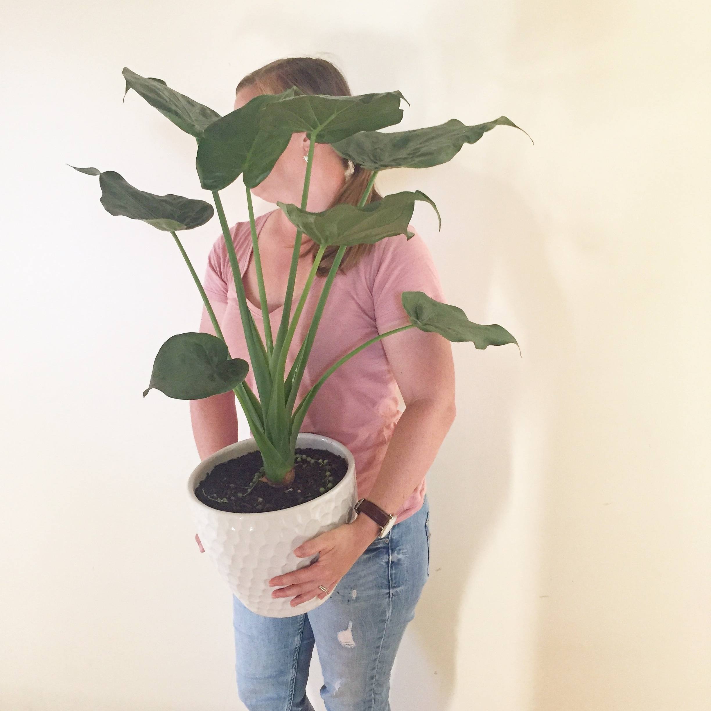 Growing Herbs in the Kitchen in Pots
