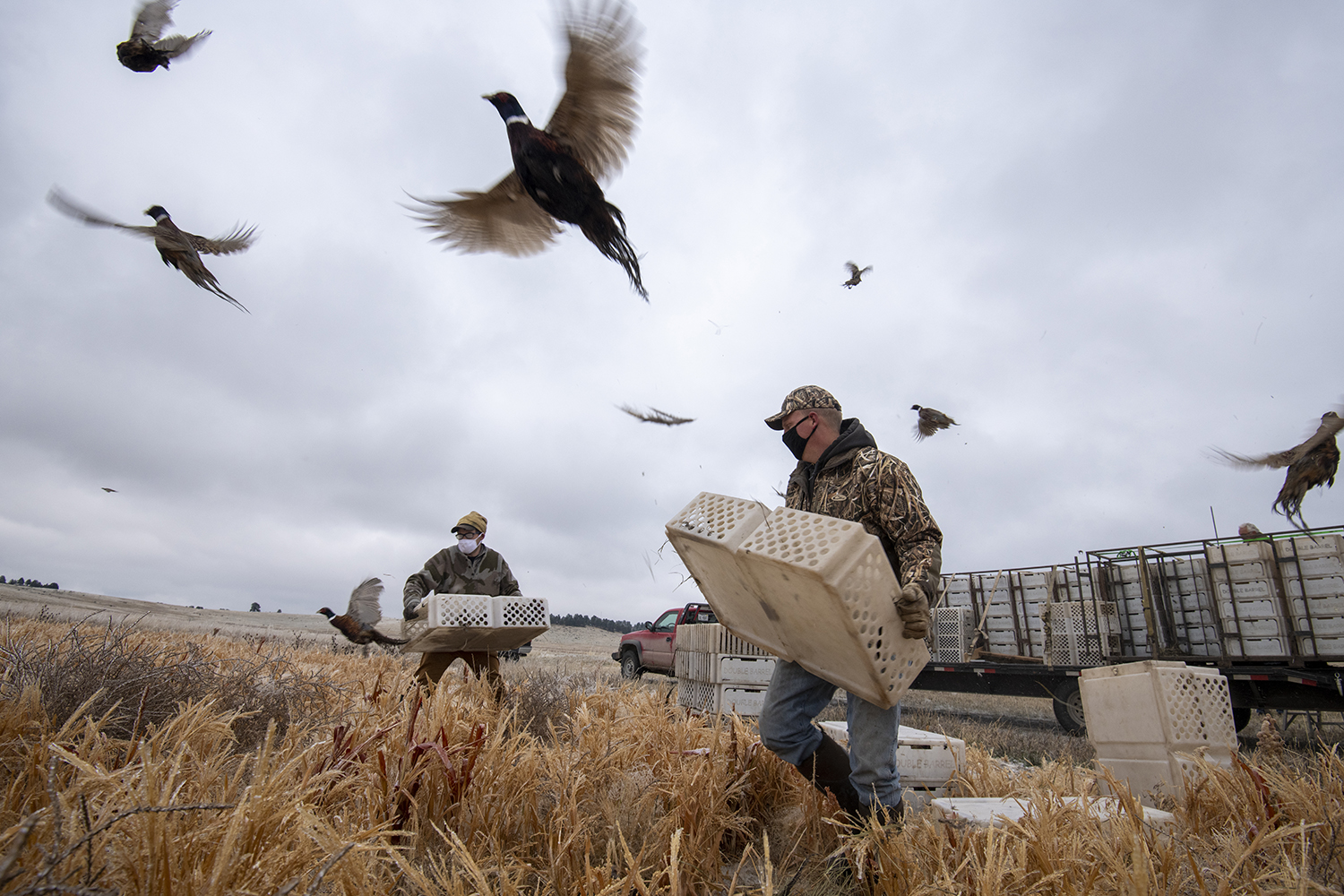 What do Duck Hunters do With Dead Ducks
