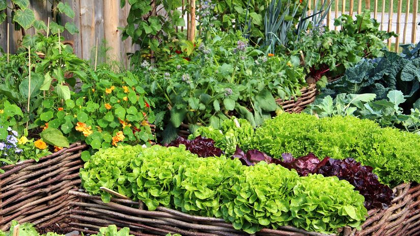 vegetable container gardening ideas