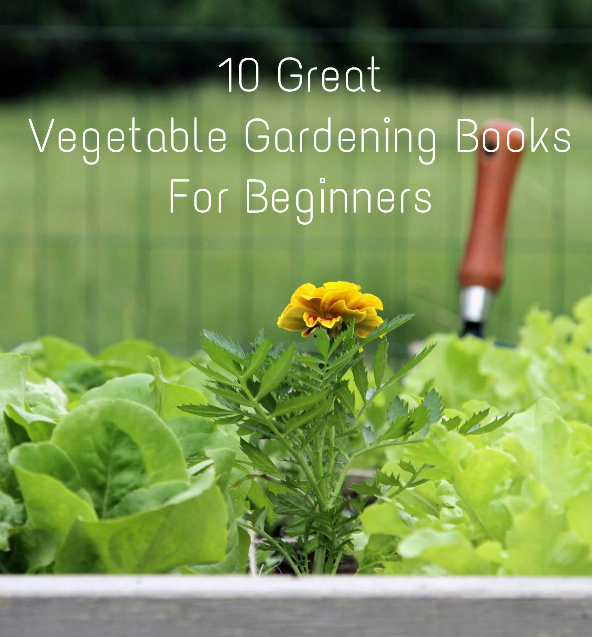 gardening tips for beginners small