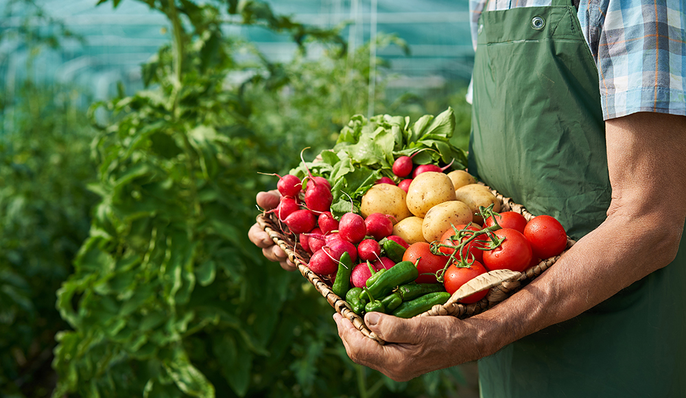 backyard garden tips