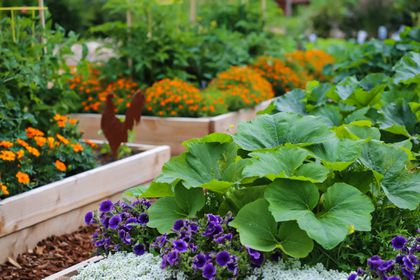 vegetable gardening in clay soil