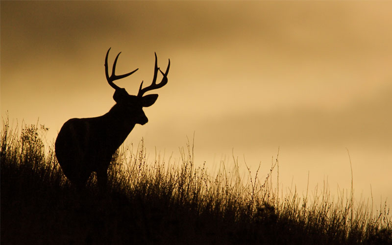 antelope season