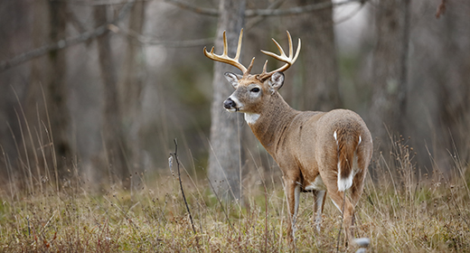 hunter access program michigan