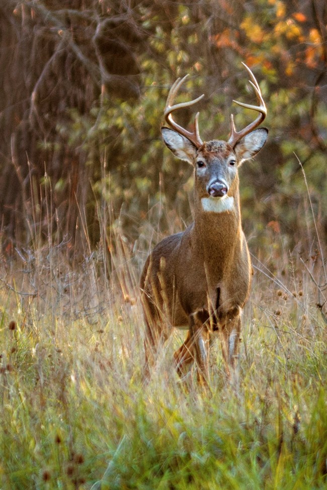 hunting distance from house