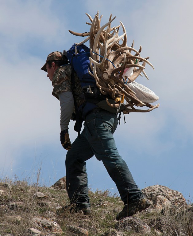 hunting statistics colorado