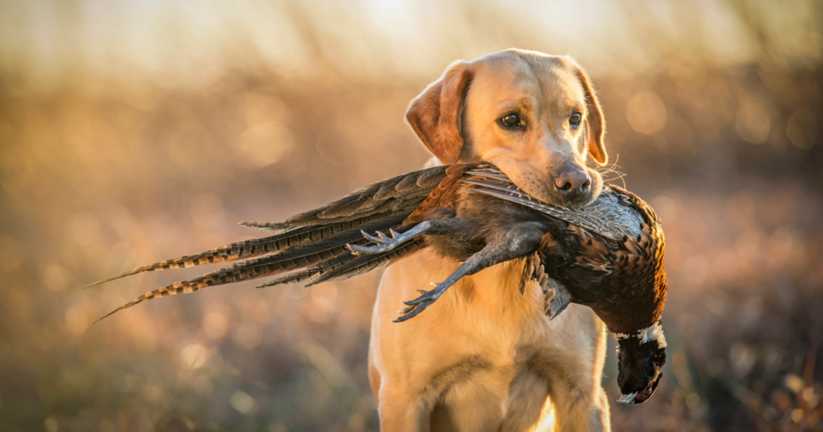 african hunter dog