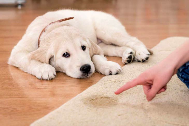 Three tips for dog training off leash
