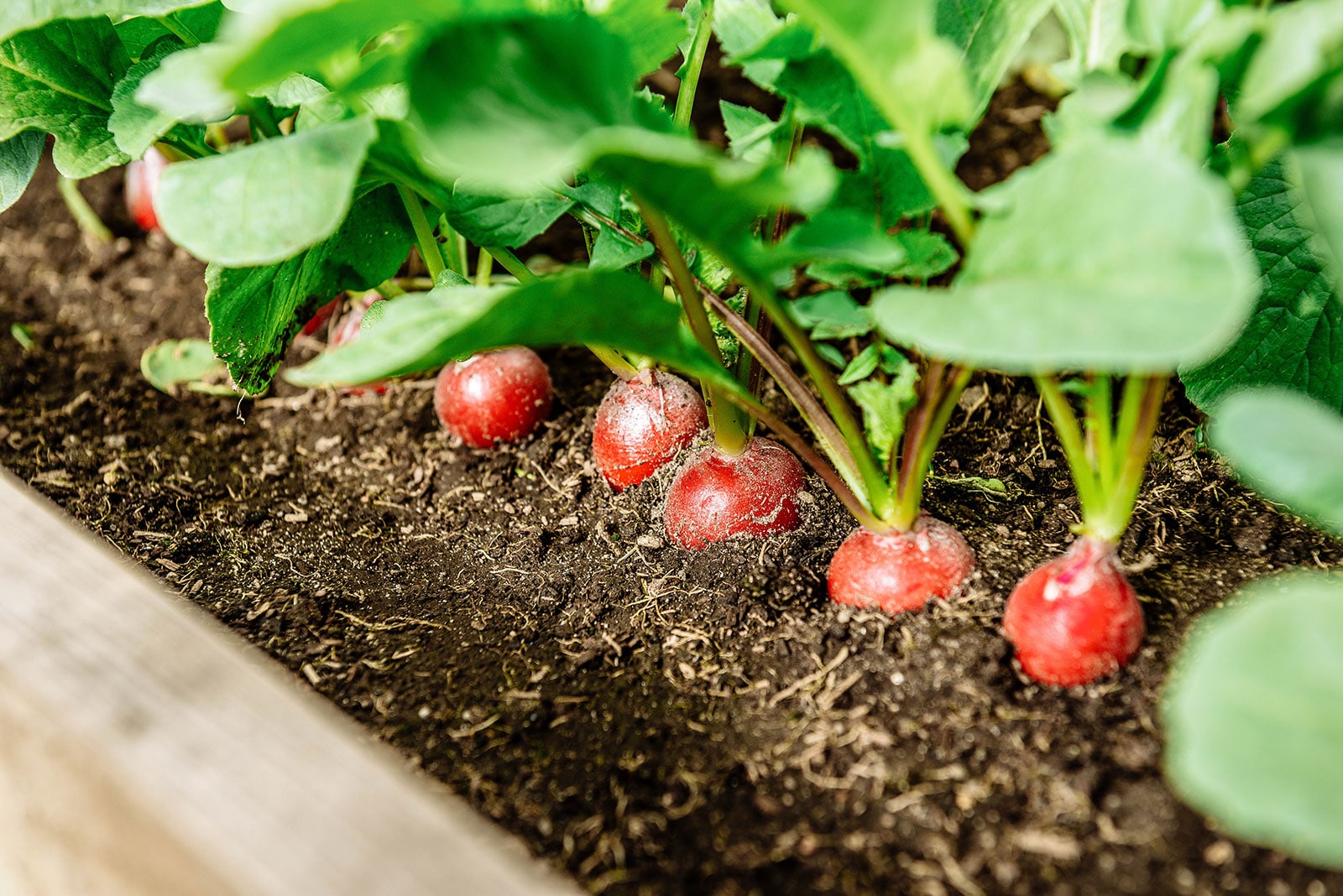 garden growing