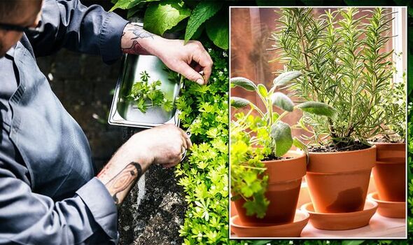 Herb Planter Ideas For Your Indoor Herb Garden
