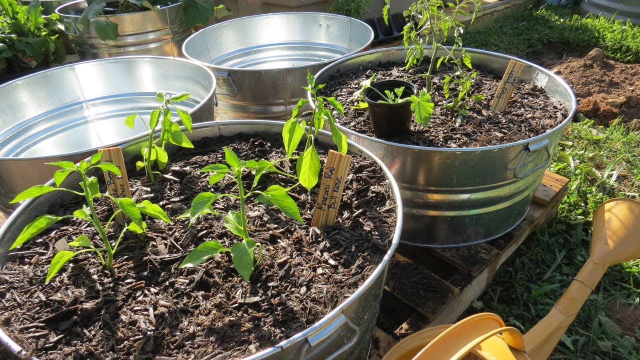 Beneficial Flowers in the Vegetable Garden
