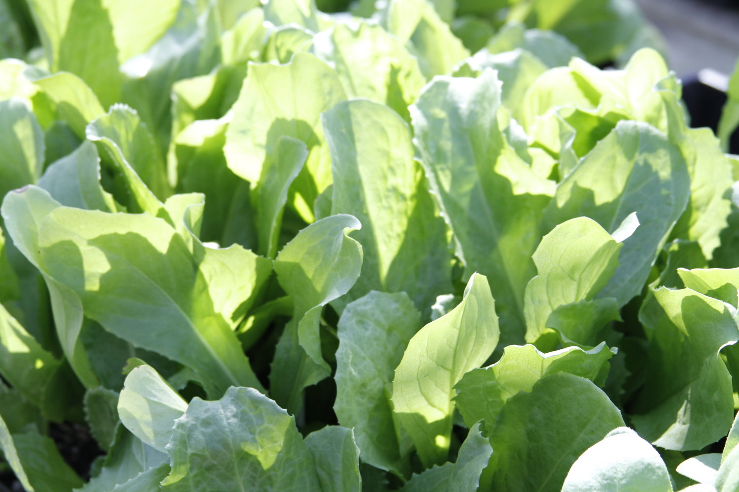 How to Grow Salad Greens in Containers
