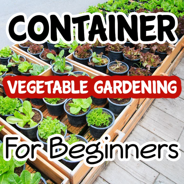 container herb gardening for beginners