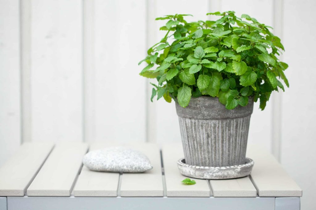 complete container herb gardening