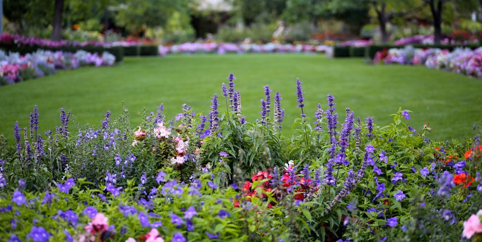 What Vegetable Grows Best in Shade?
