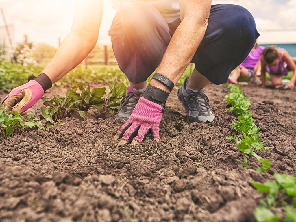 Hay Bale Gardening: How to Grow Tomatoes, and Other Vegetables at a Straw Bale Garden
