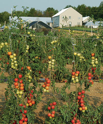 You can grow vegetables in small spaces
