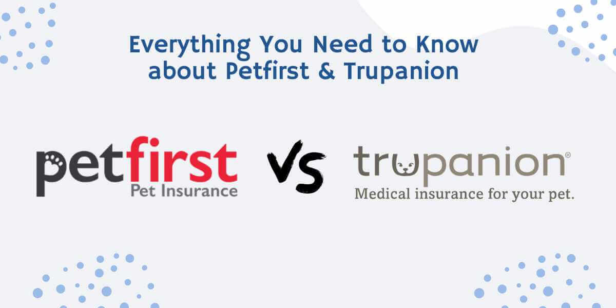 Healthy Paws Insurance Vs Nationwide Pet Insurance
