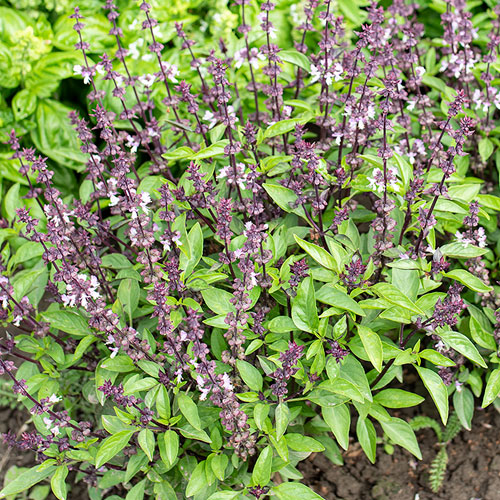 How to Grow Hyssop plants
