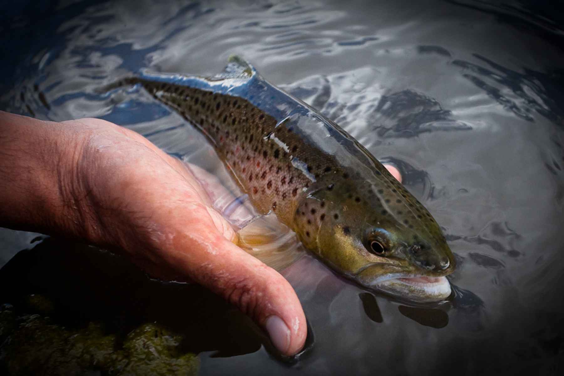 magnet fishing