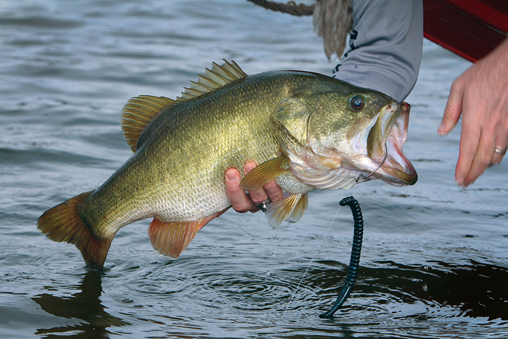 Top Water Fishing for Bass - How to Catch Bass with Frankenfrog
