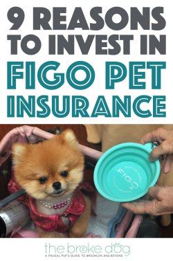 How to Compare Pets Insurance Plans

