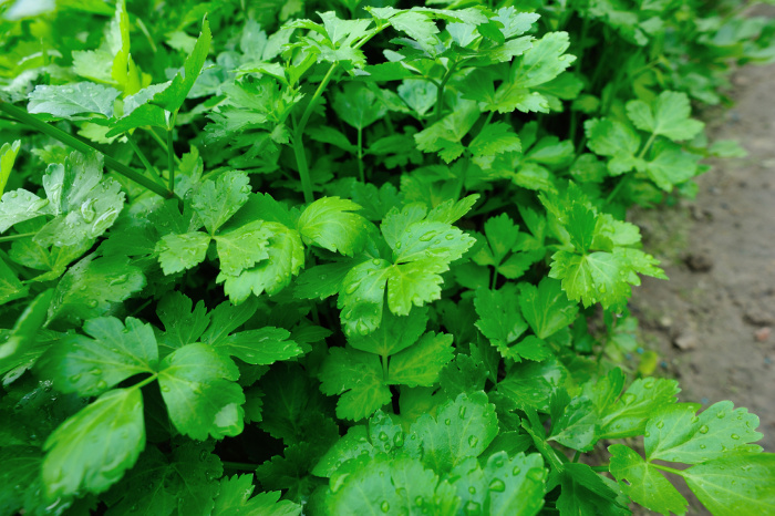 kitchen herb gardening