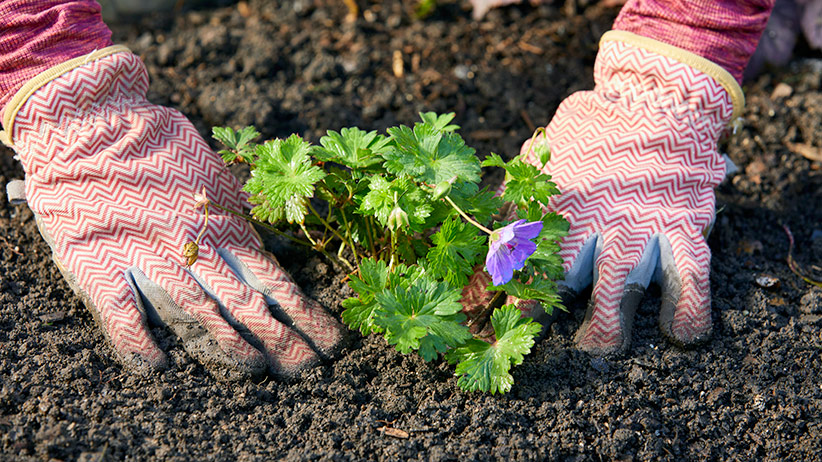 planting garden tips