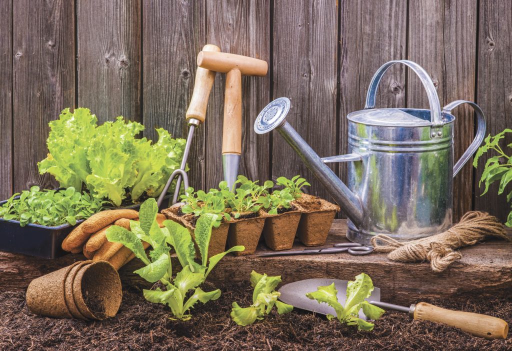 beginner gardening tips