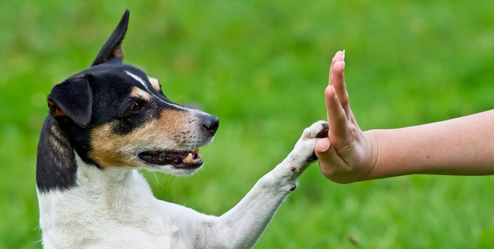 Submissiveness in Dogs
