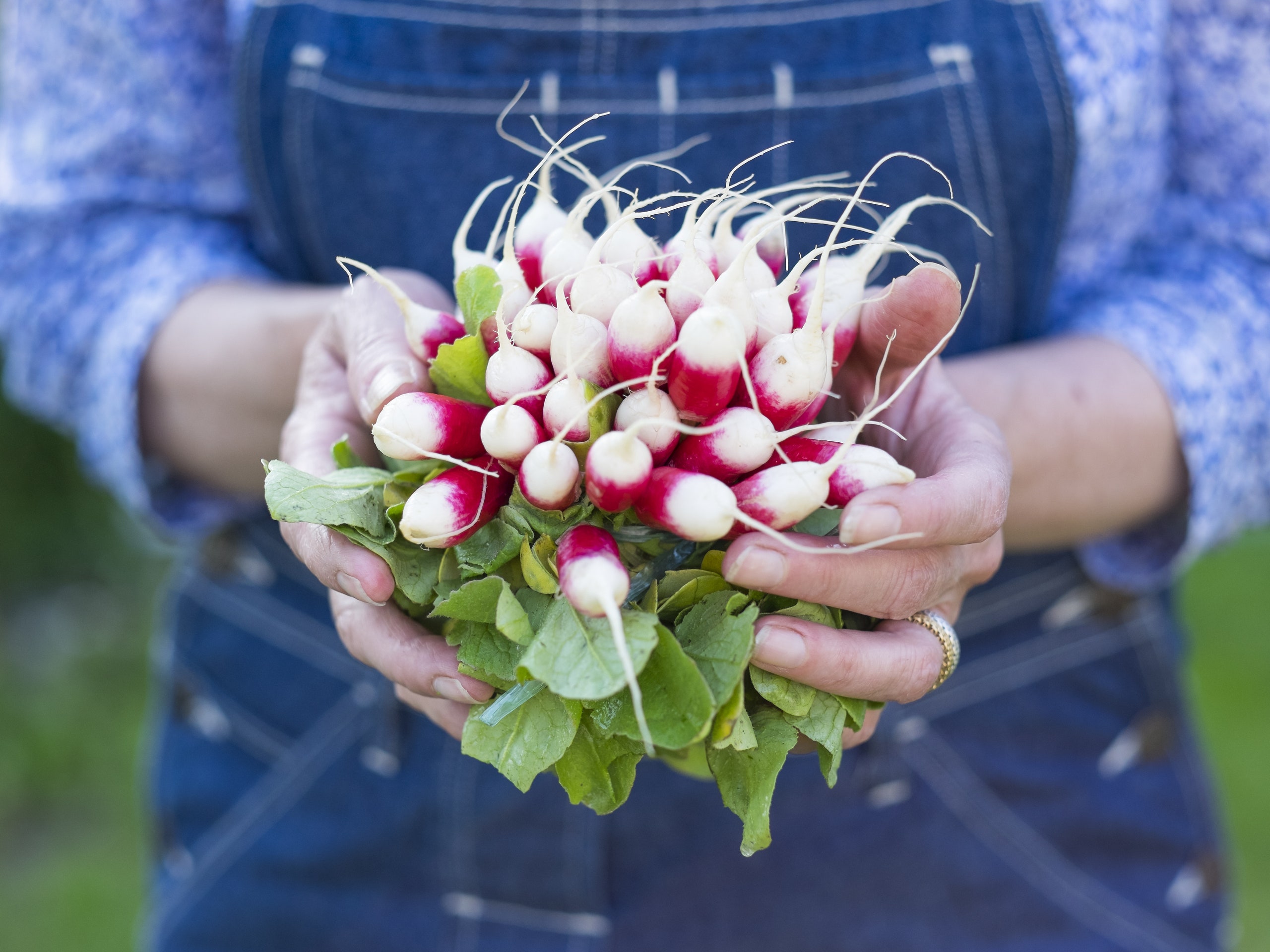 easy gardening ideas for beginners