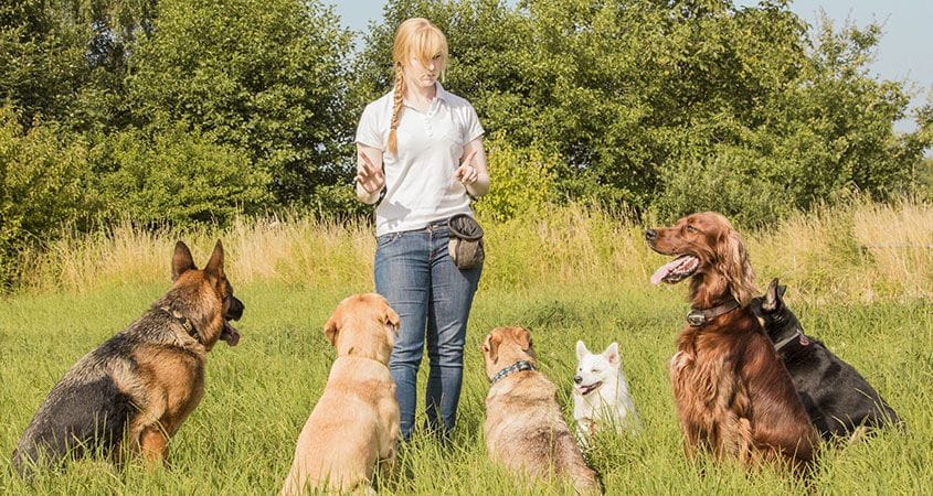 What you should know about dog training
