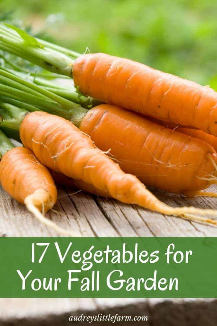 Easy Vegetables to Grow in Spring

