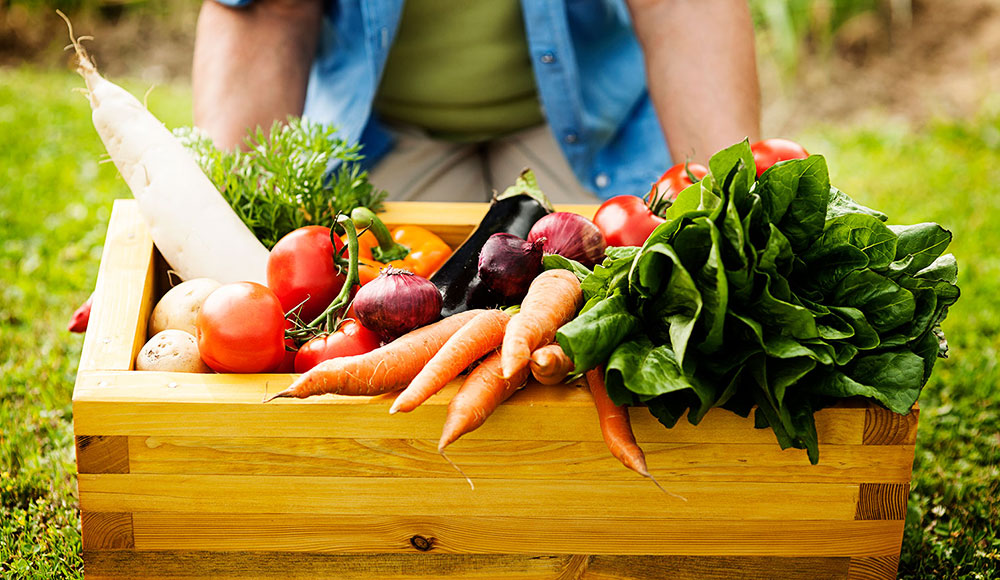 How does hydroponic gardening work?
